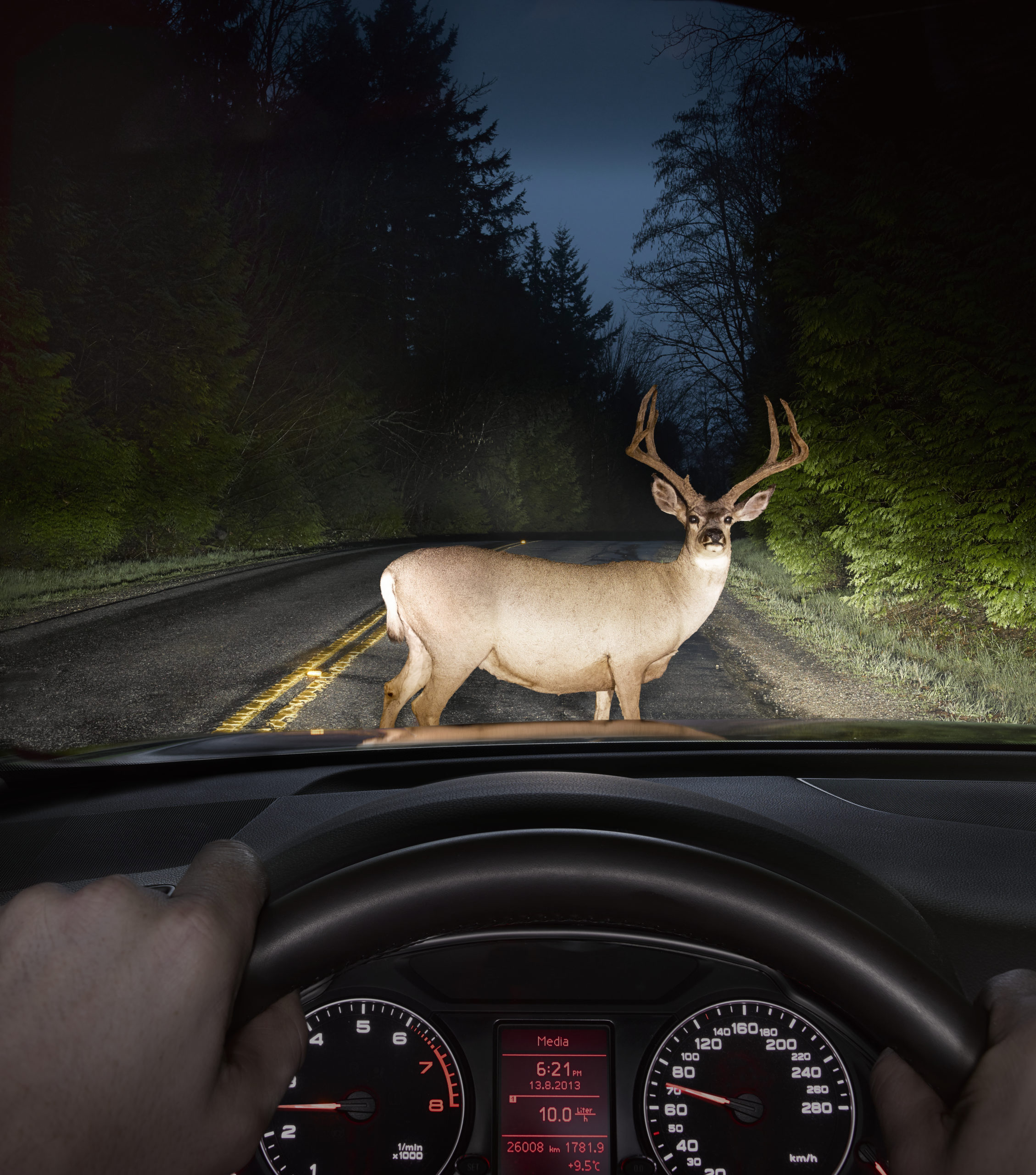 7 Safe Driving Tips During Deer Season!